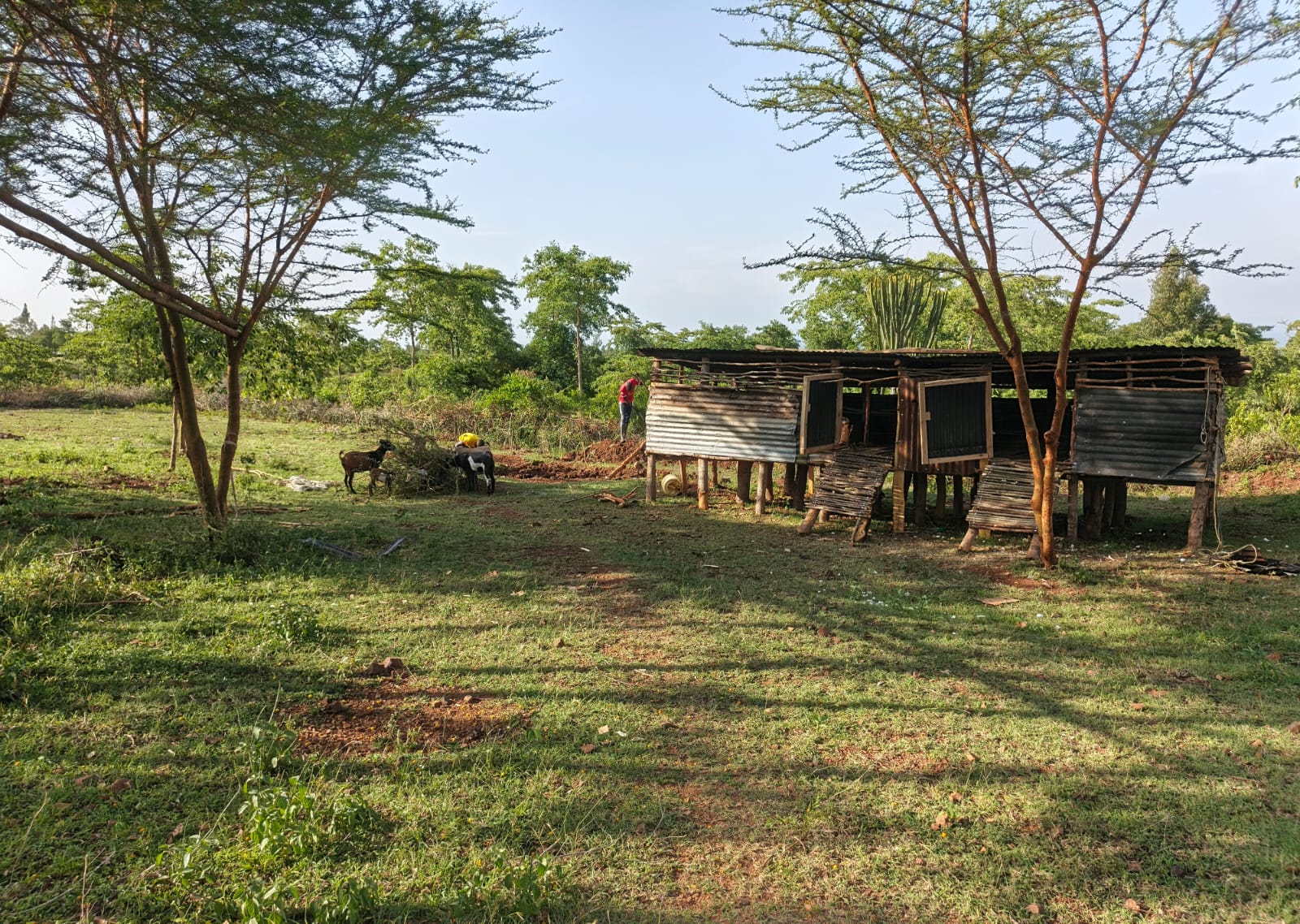 Newly constructed goat pen at the farm